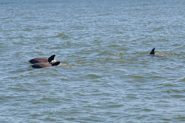 dolphins